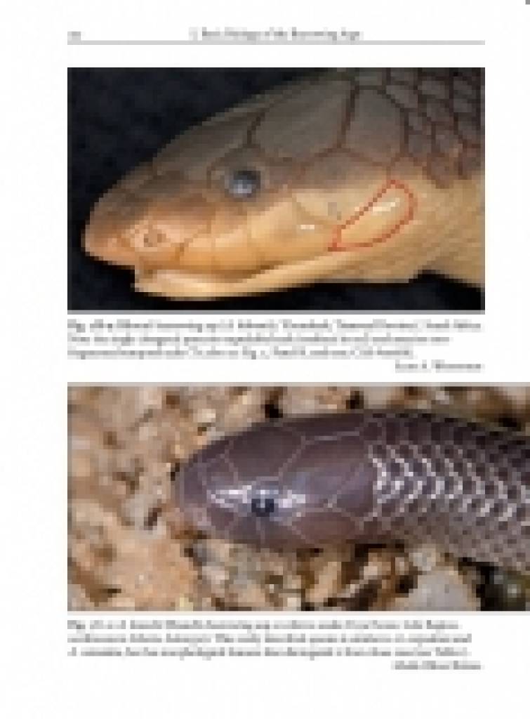 The African and Middle Eastern Burrowing Asps